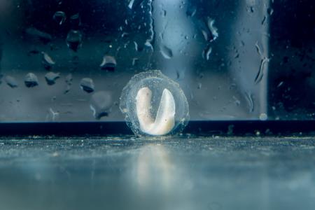 07 Stiskamo pesti še za zadnje zmajeve mladičke, ki se trenutno še pozibavajo v želatinastih ovojih. Foto Postojnska jama